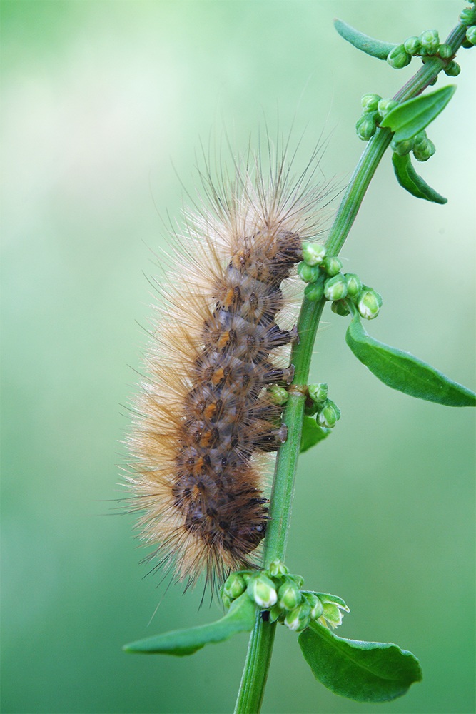 Arctiidae, Cymbalophora pudica