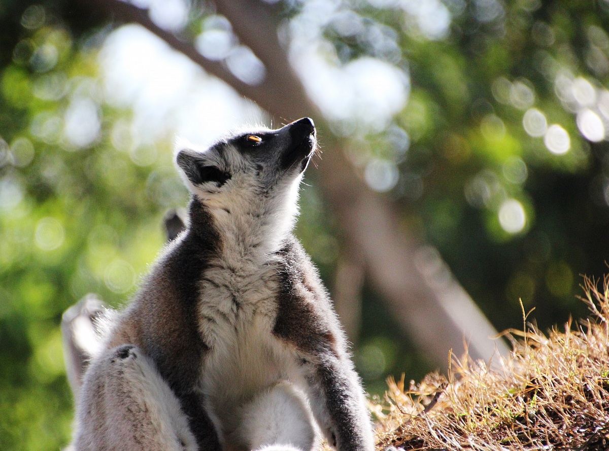 Lemur Catta.