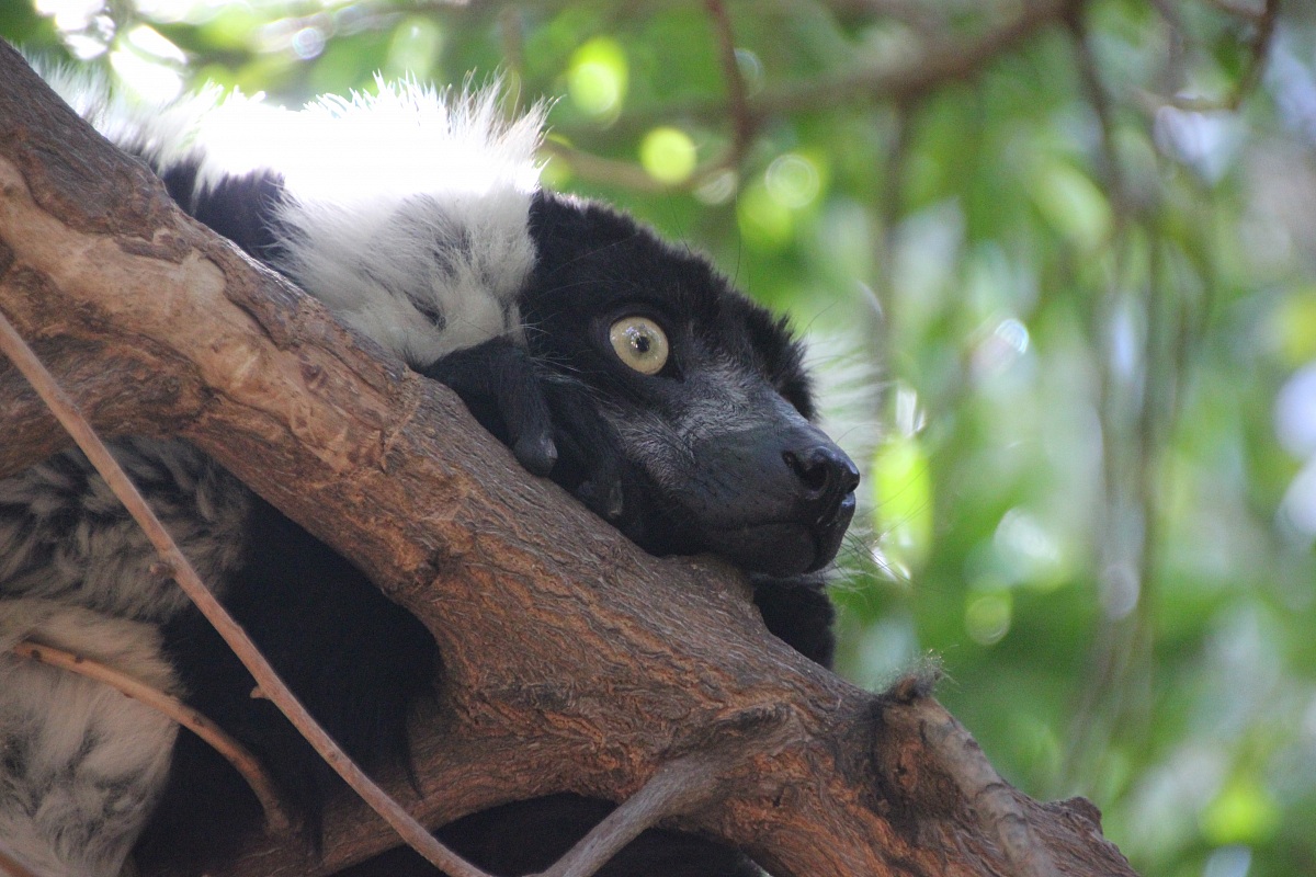 Verreaux's sifaka