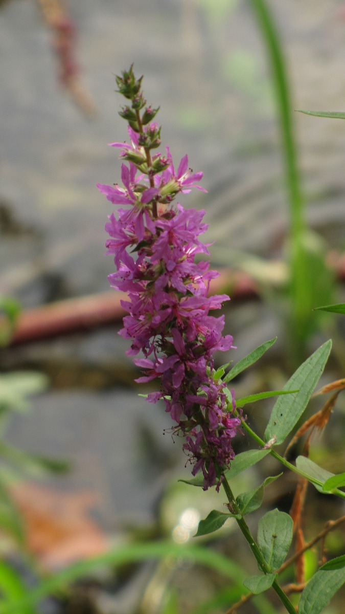 Purple loosestrife Common