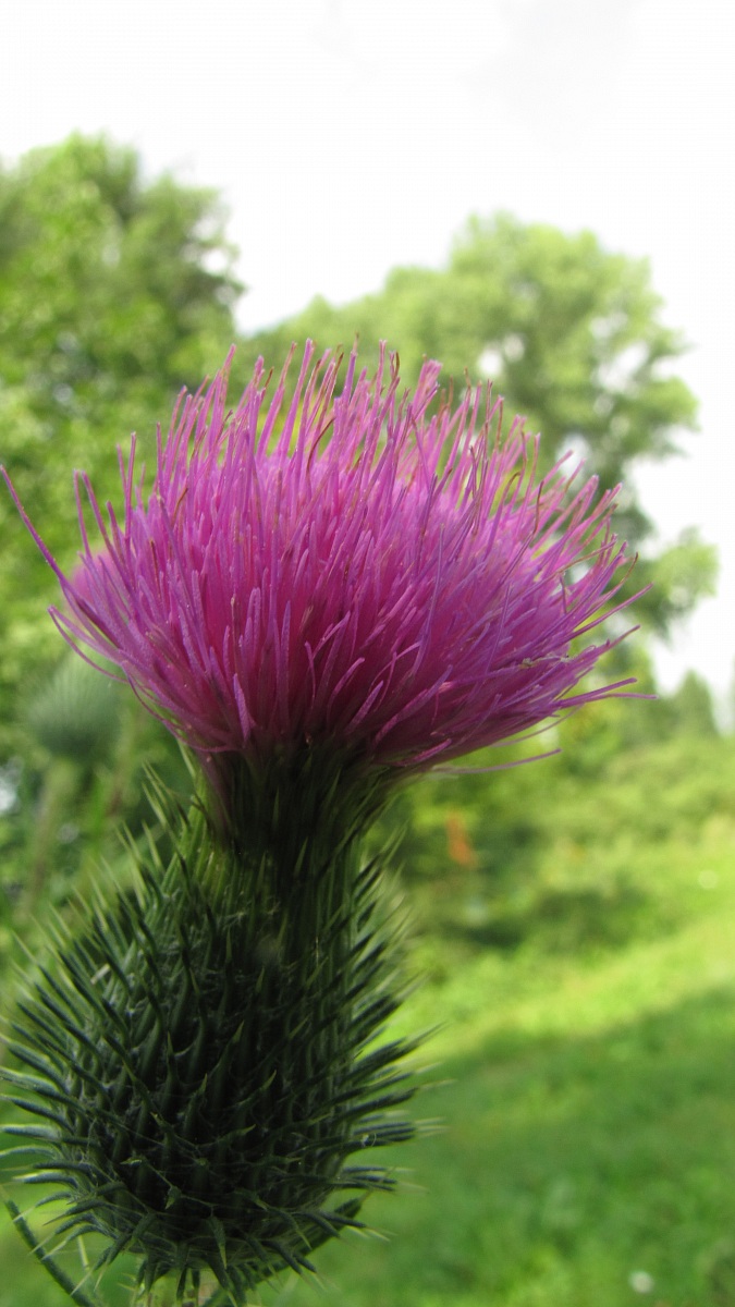 Inflorescence Clover
