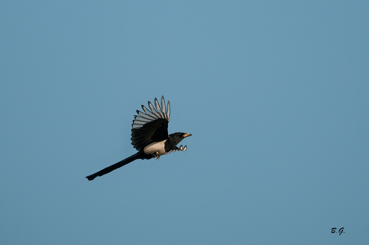 The Magpie Ticino