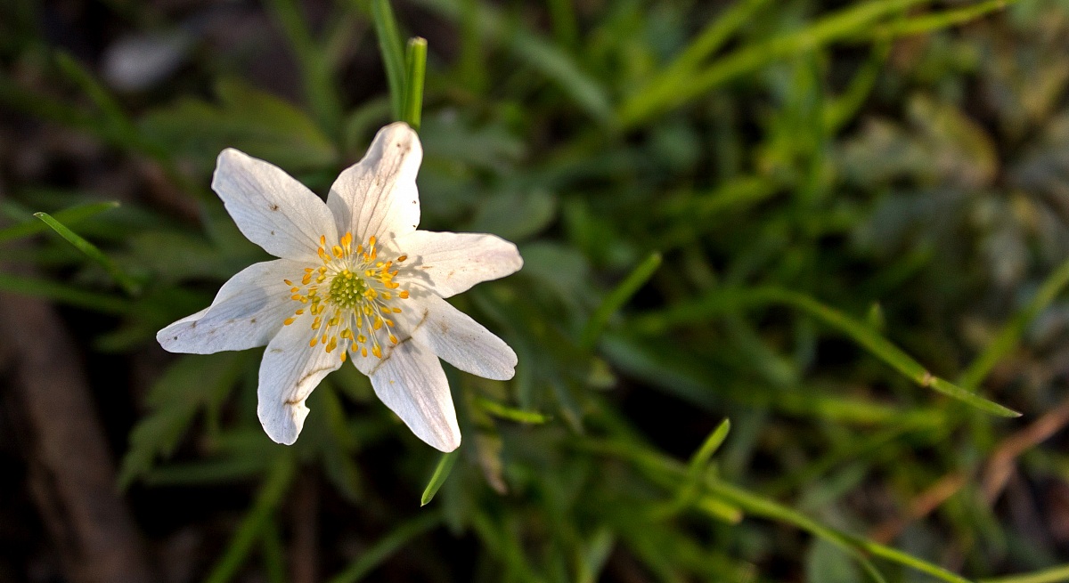 The awakening of spring