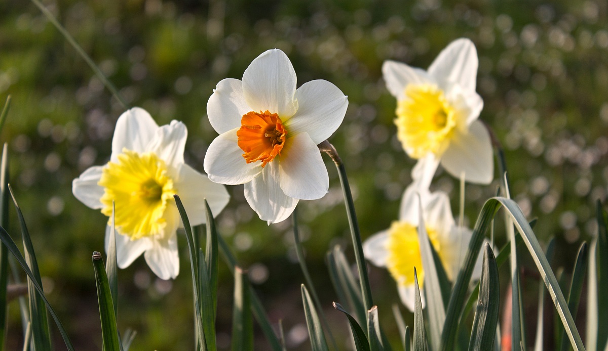 Daffodils in bloom