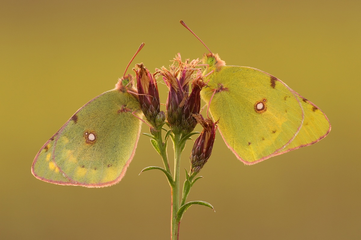 Colias hyale