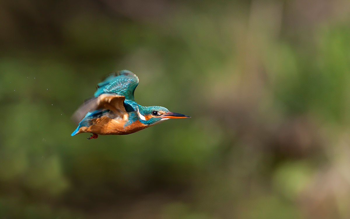 Alcedo race