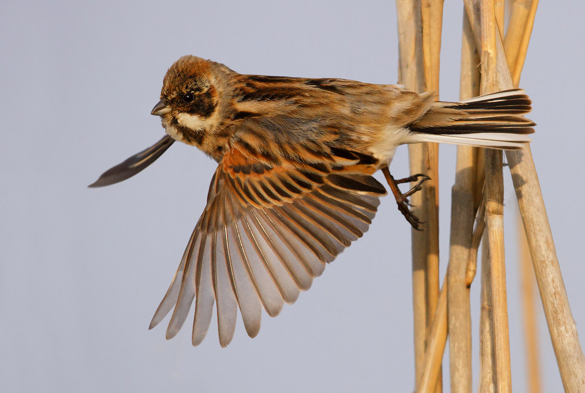 The detachment of migliarino