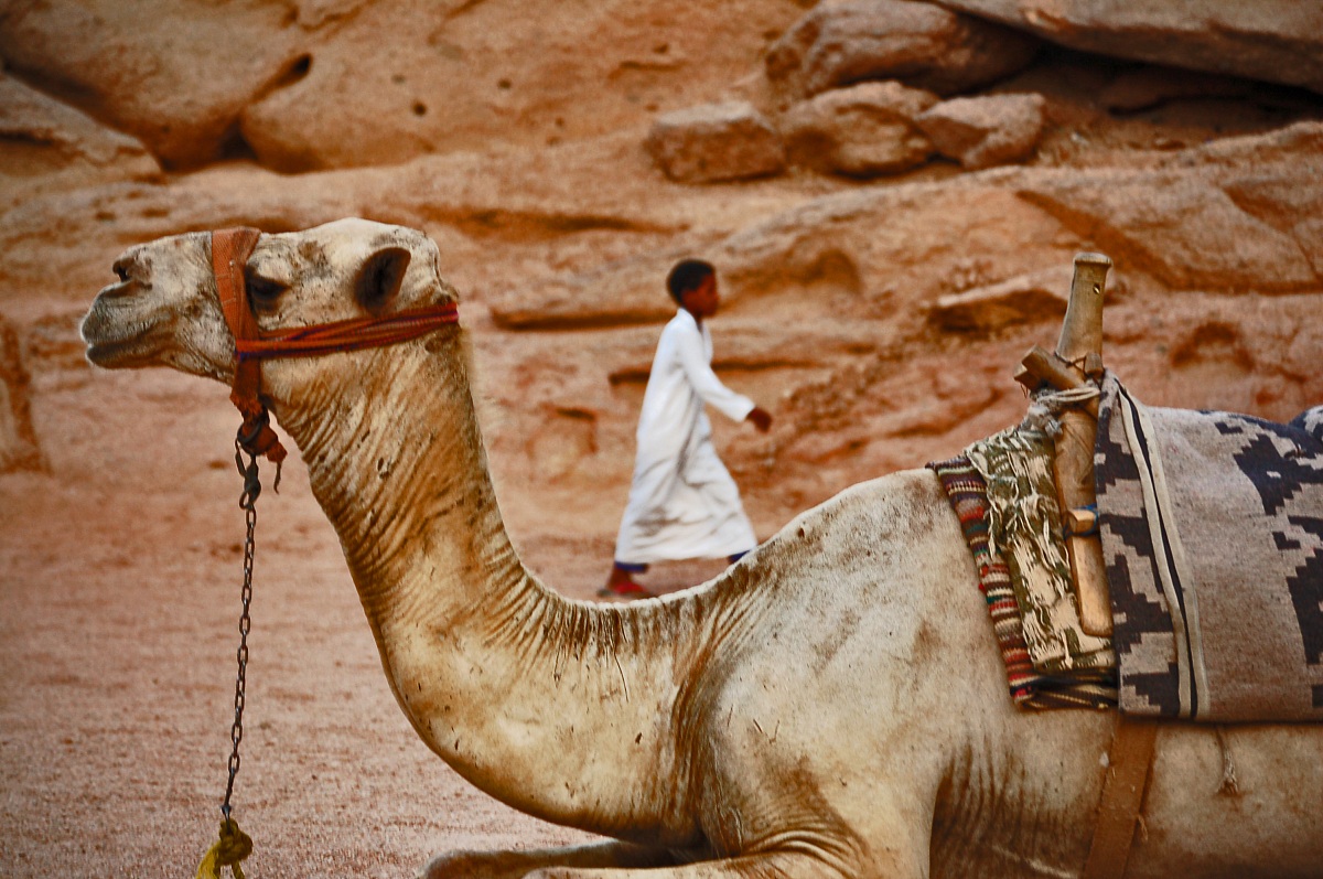 dromedary