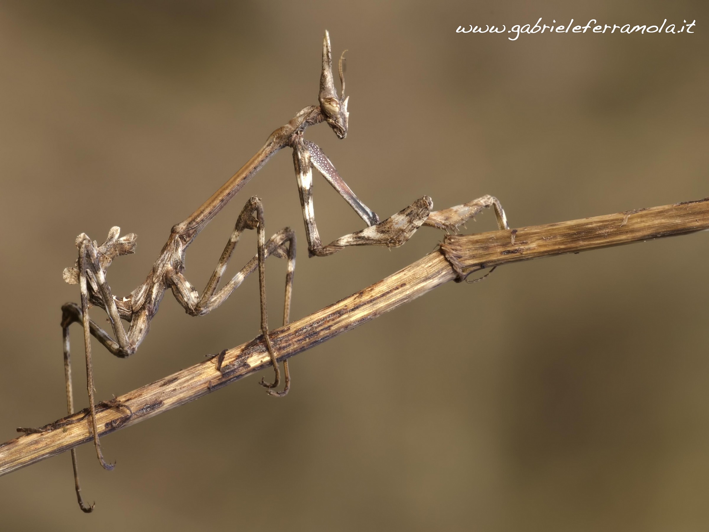 Empusa Pennata