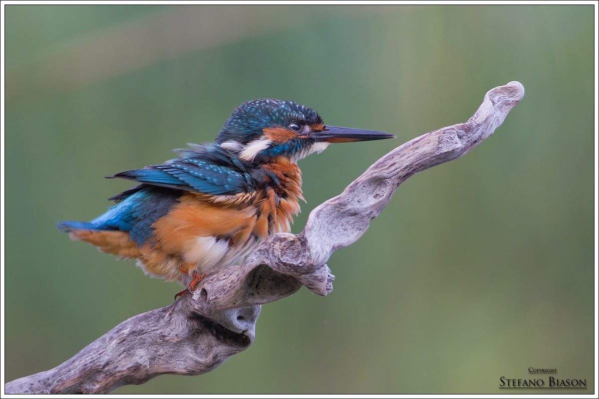 kingfisher