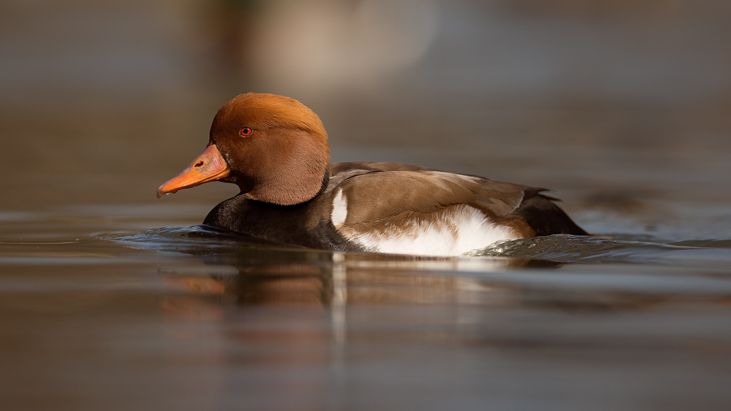 Pochard turkish