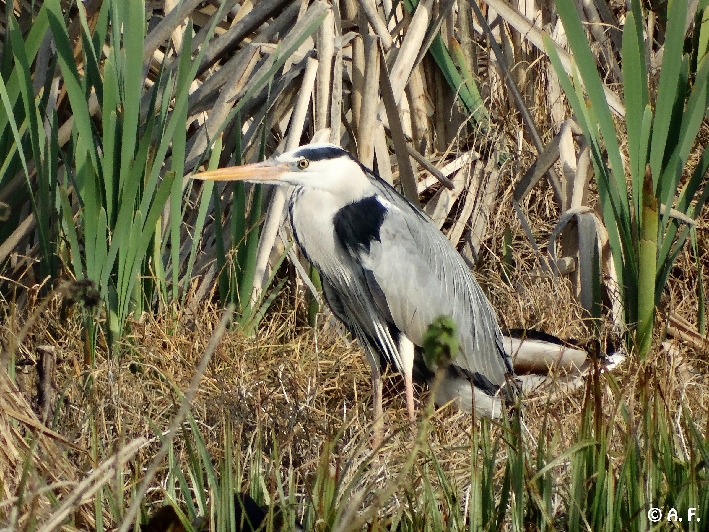 Grey Heron