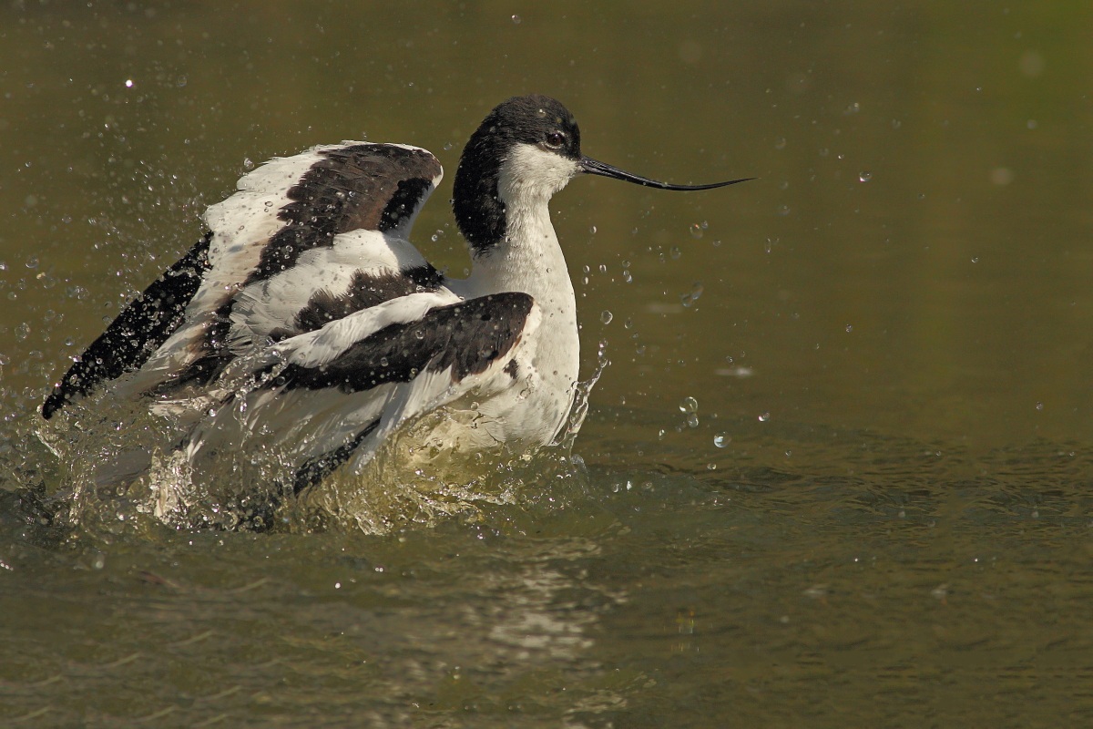 Avocetta