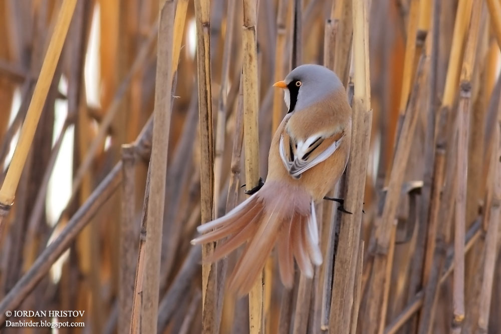 Bearded Tit photography