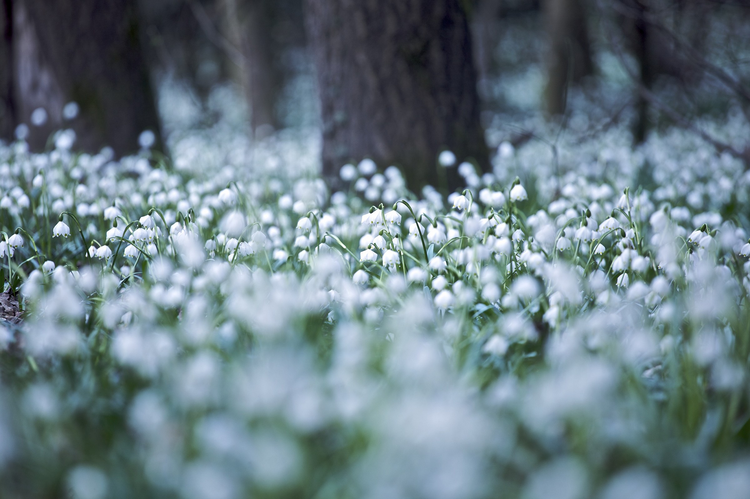 Leucojum vernum