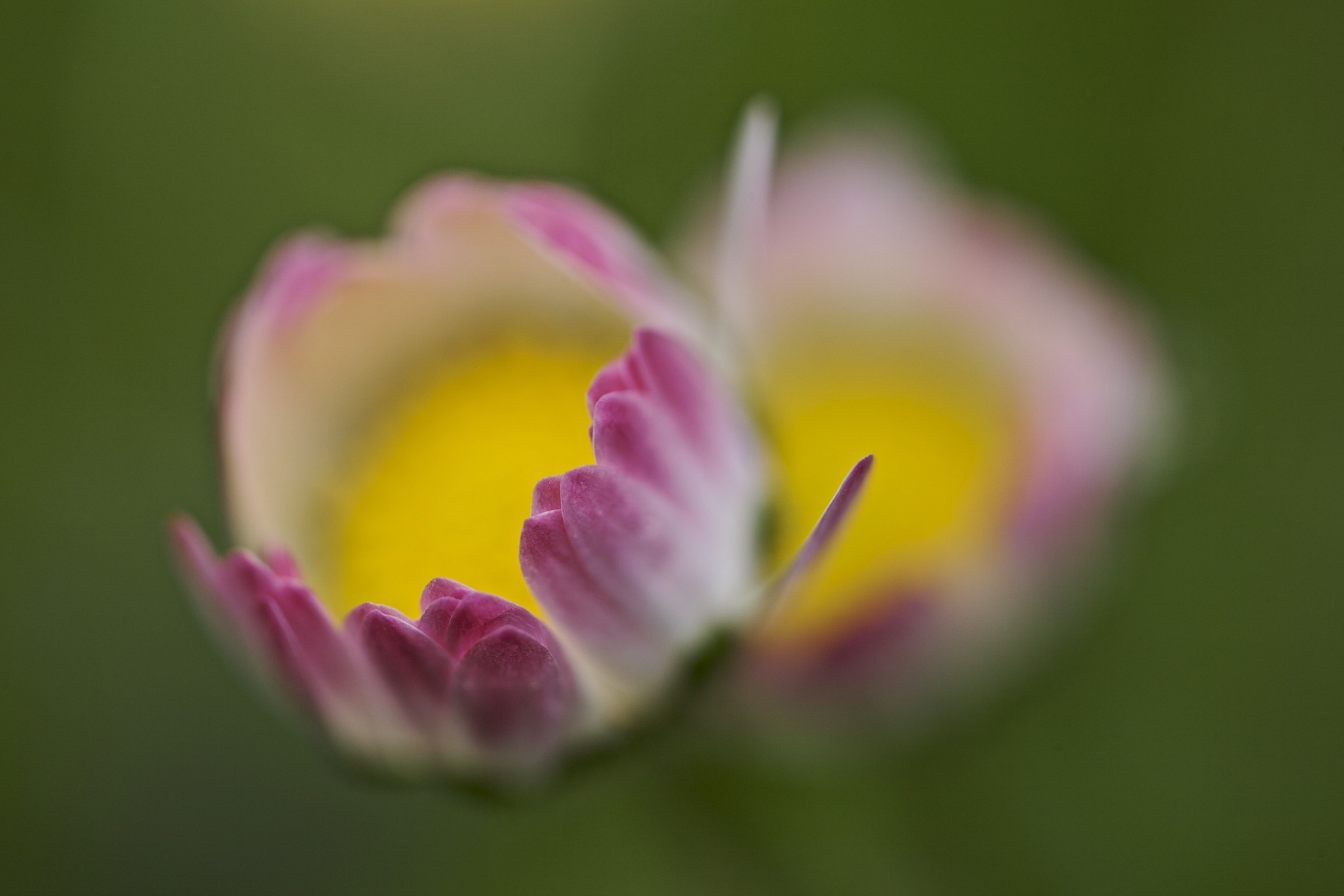 Bellis perennis