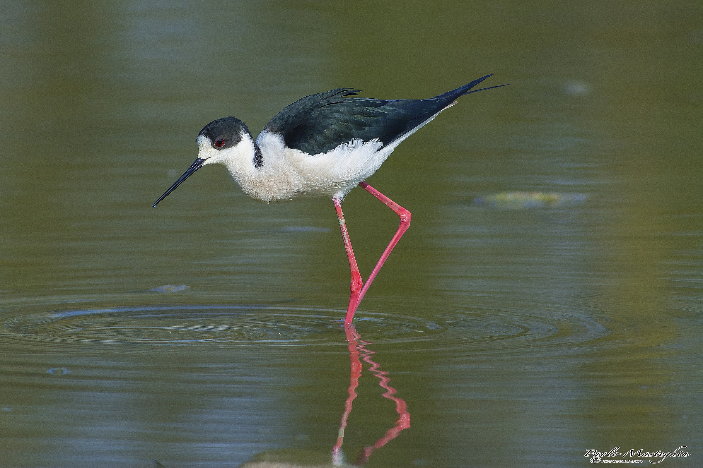 It 's the first knight ... spring air.