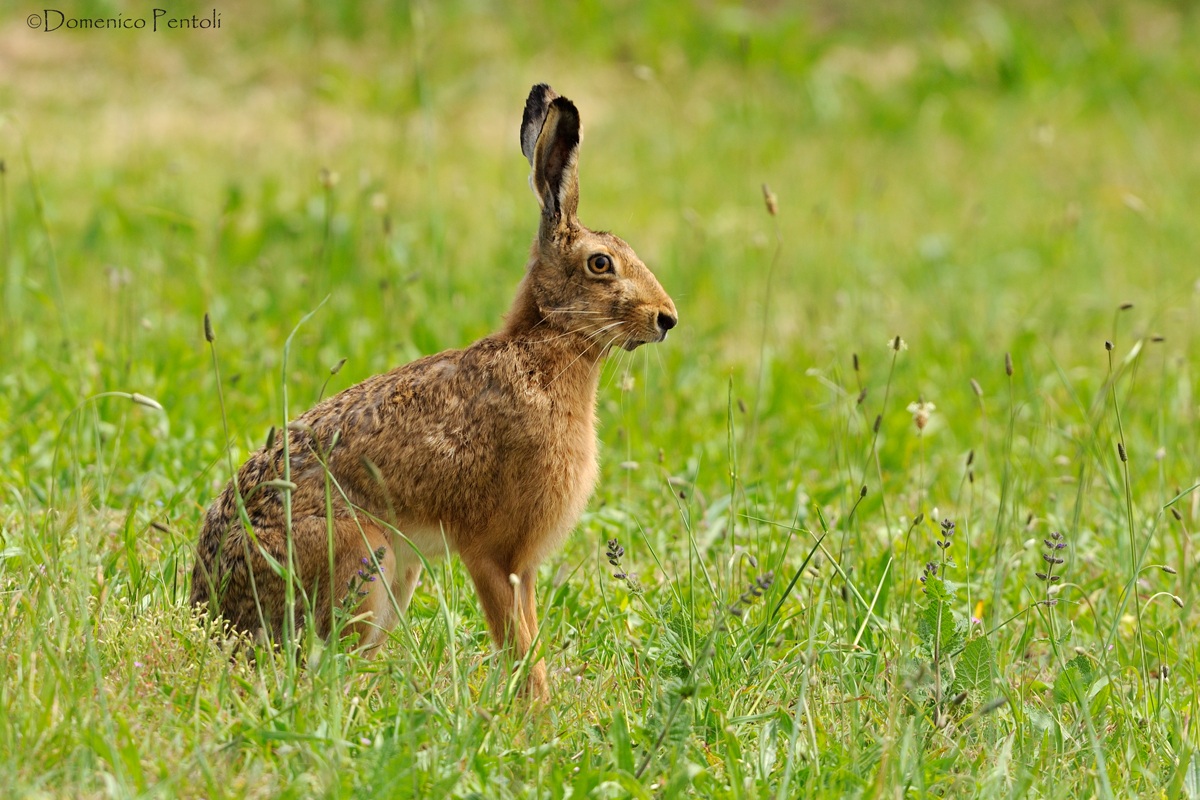 Hare
