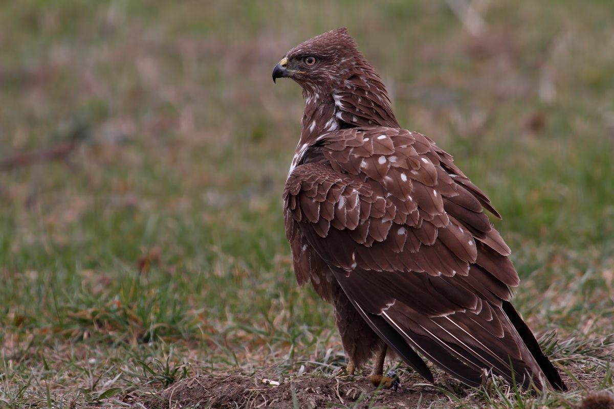 Buzzard