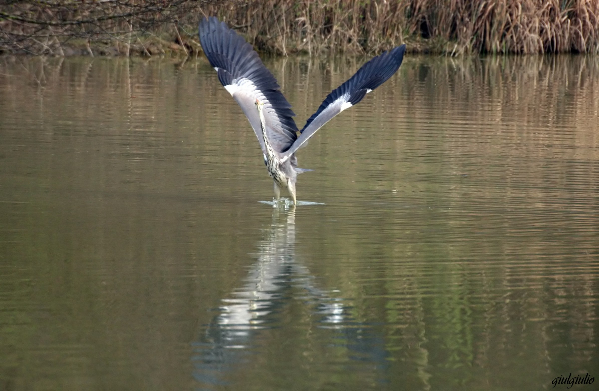 decollo del cenerino
