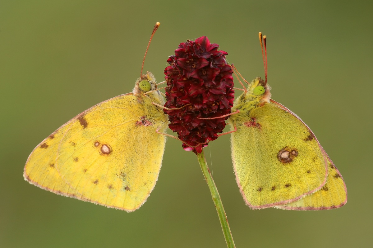 Colias hyale