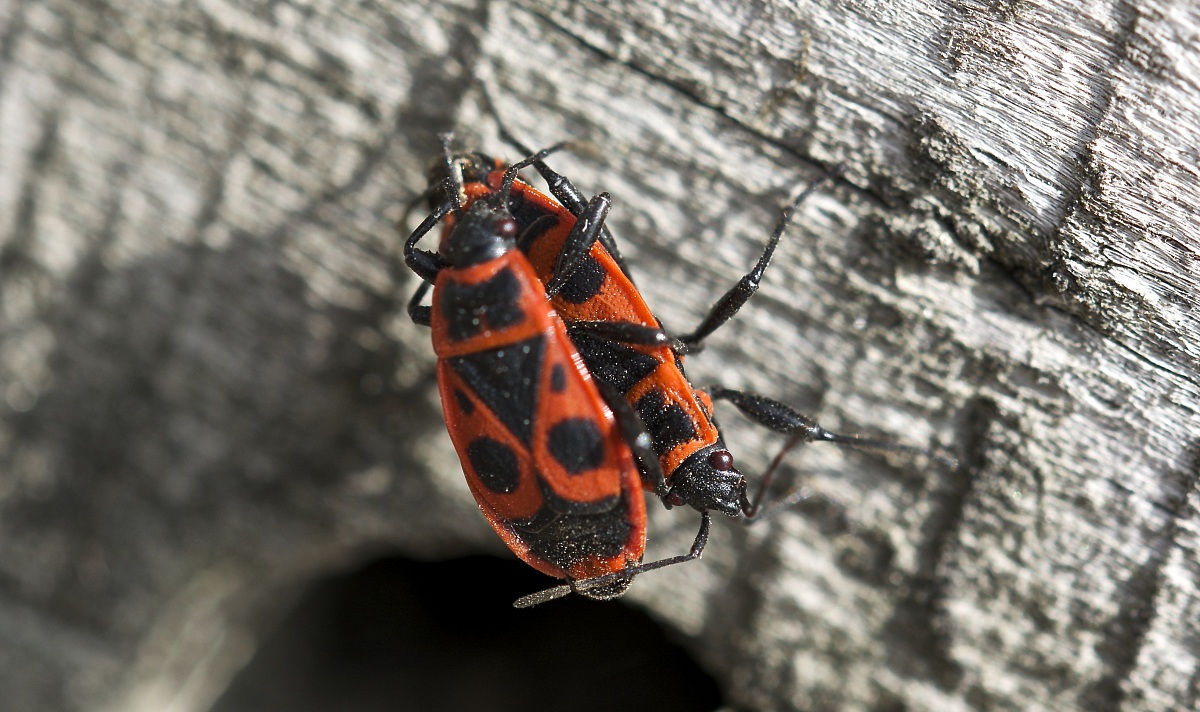 first butterfly of spring