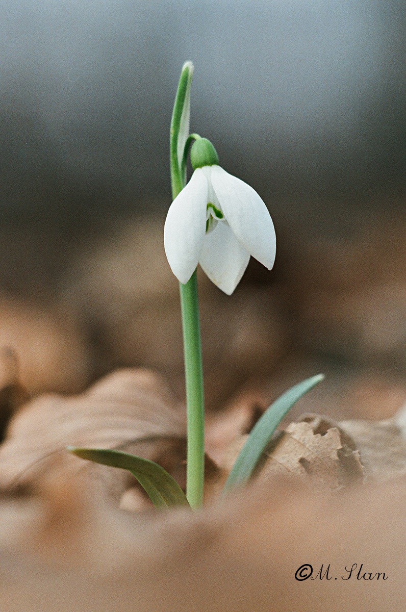 Galanthus Nivalis