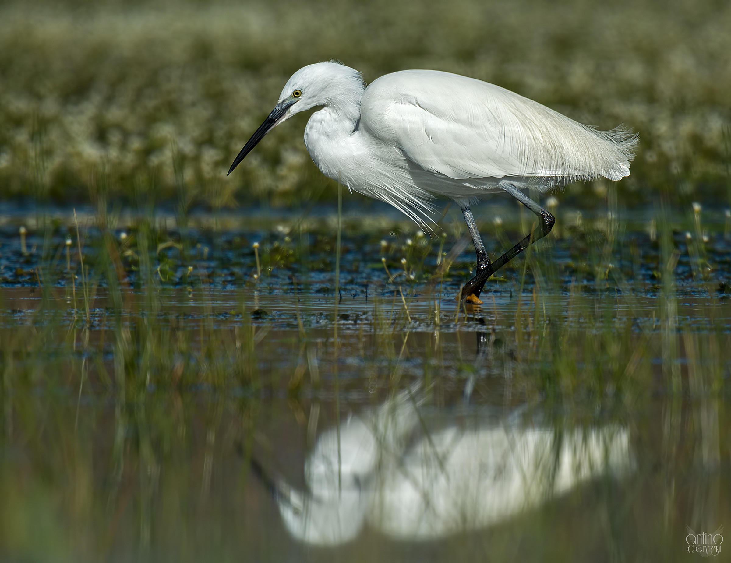 An egret