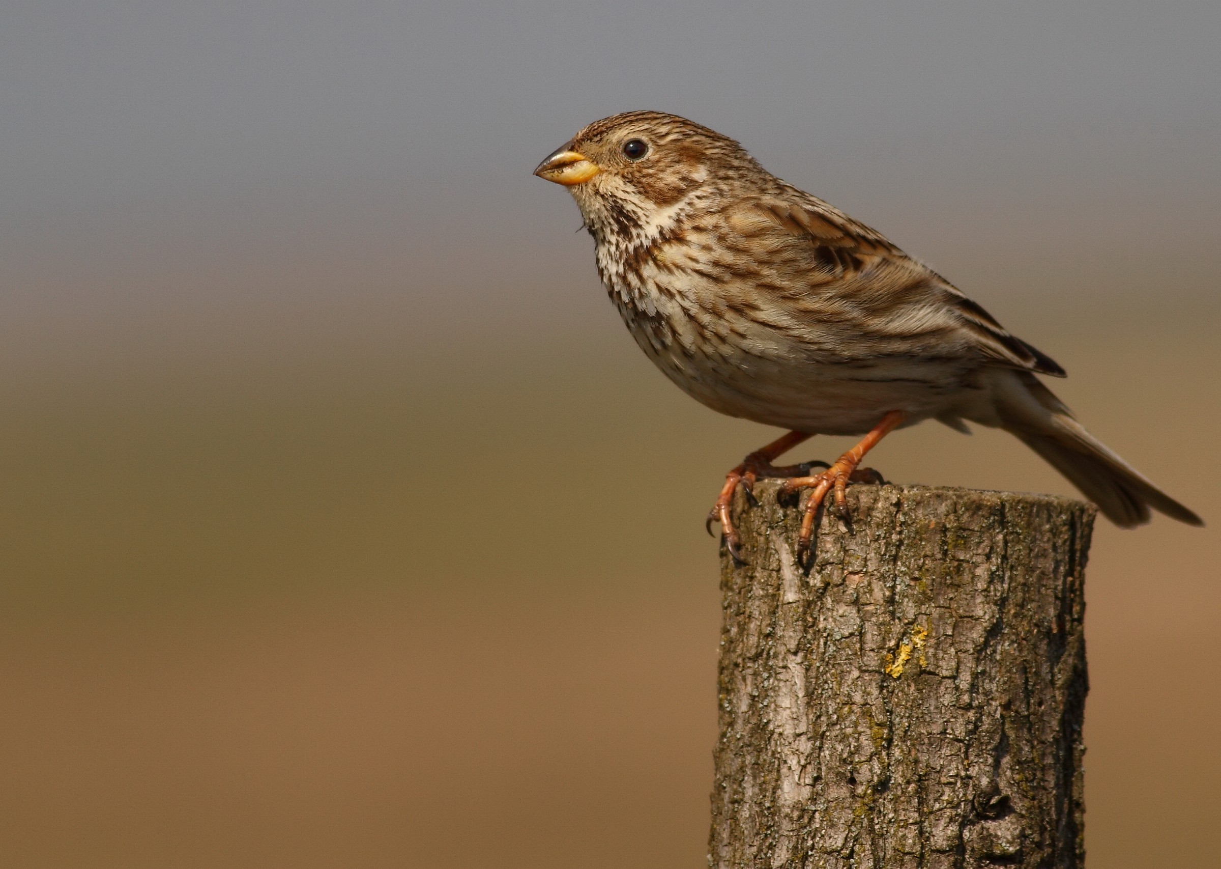 Corn Bunting (Emberiza calandra)
