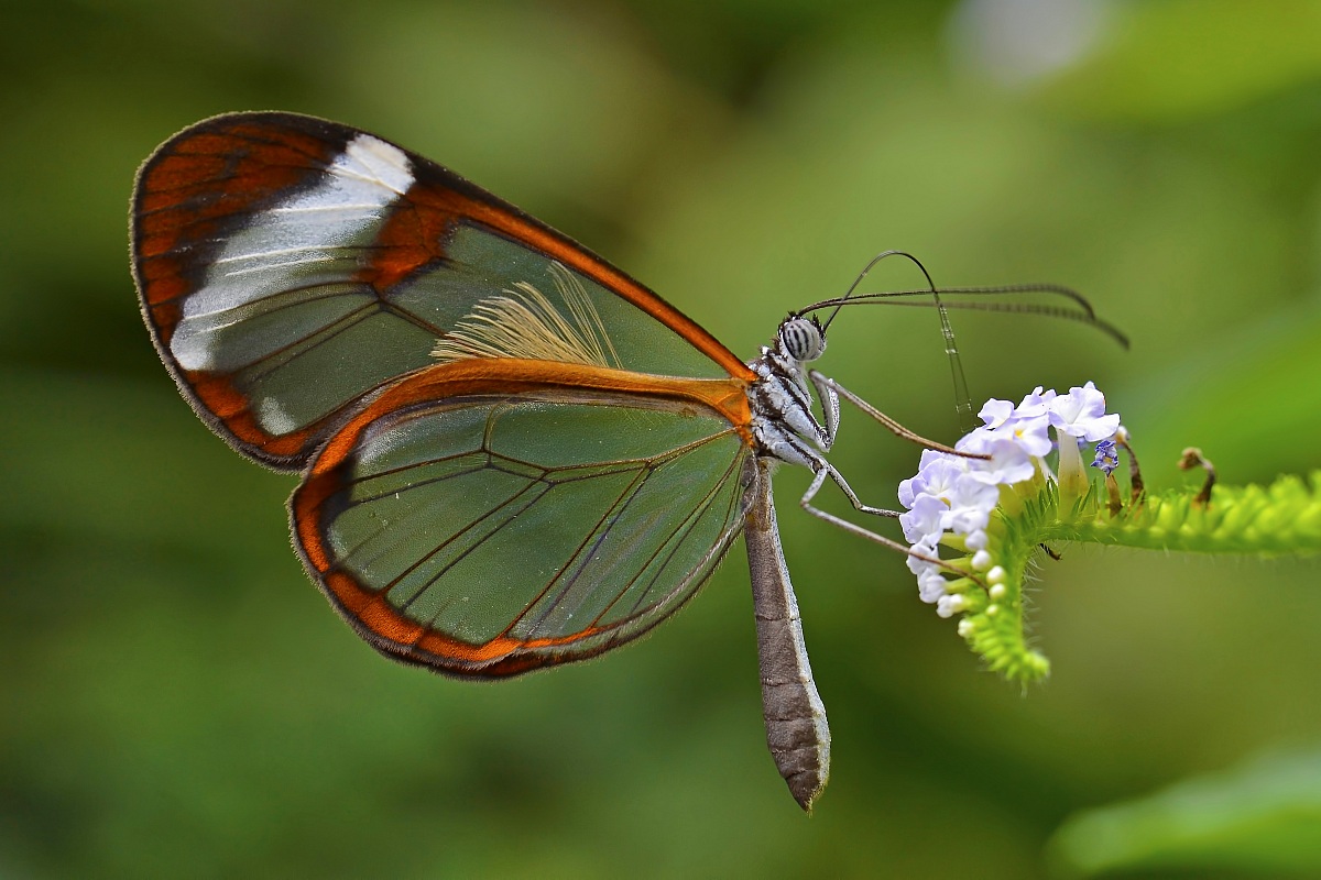 Glasswinged