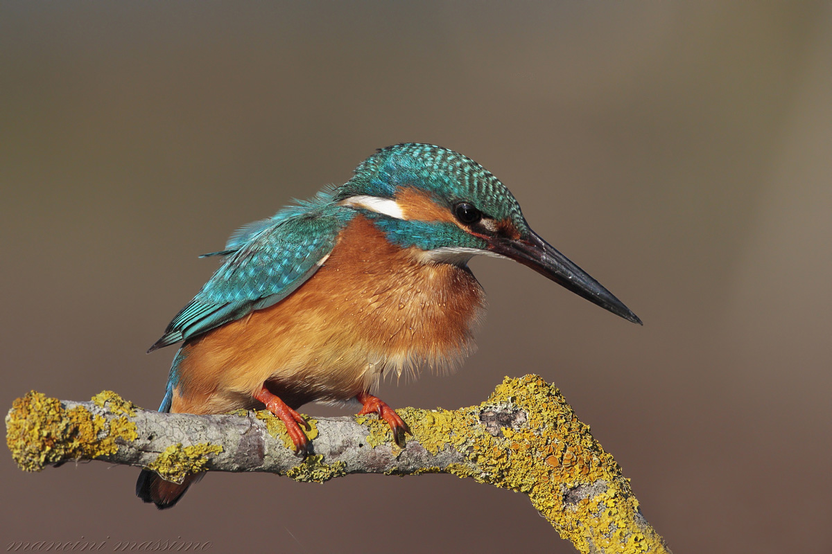 Martin pescatore(Alcedo atthis)