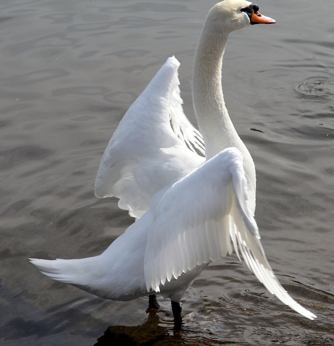 Swan