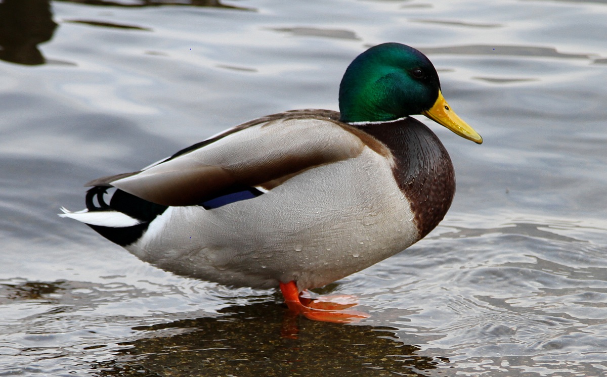 Mallard