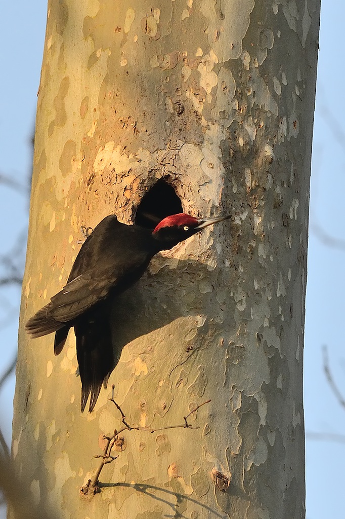 black woodpecker (Dryocopus martius)