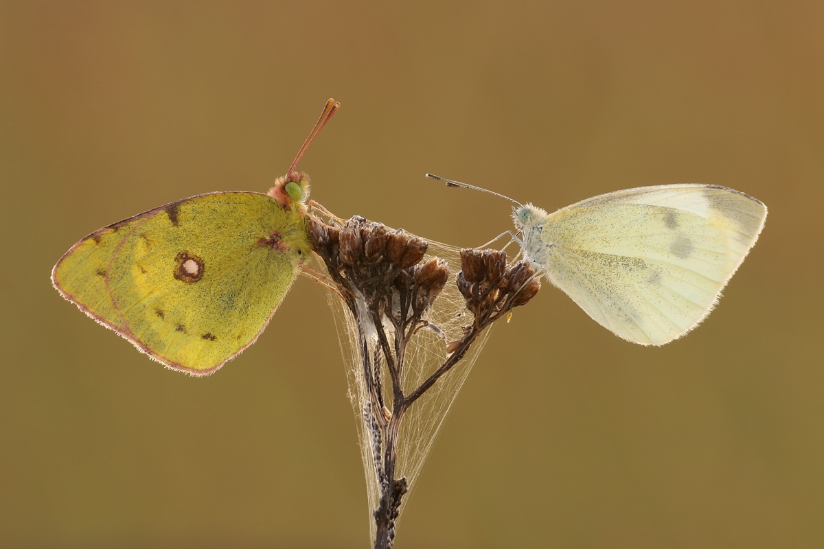 Colias hyale and Pieris rapae