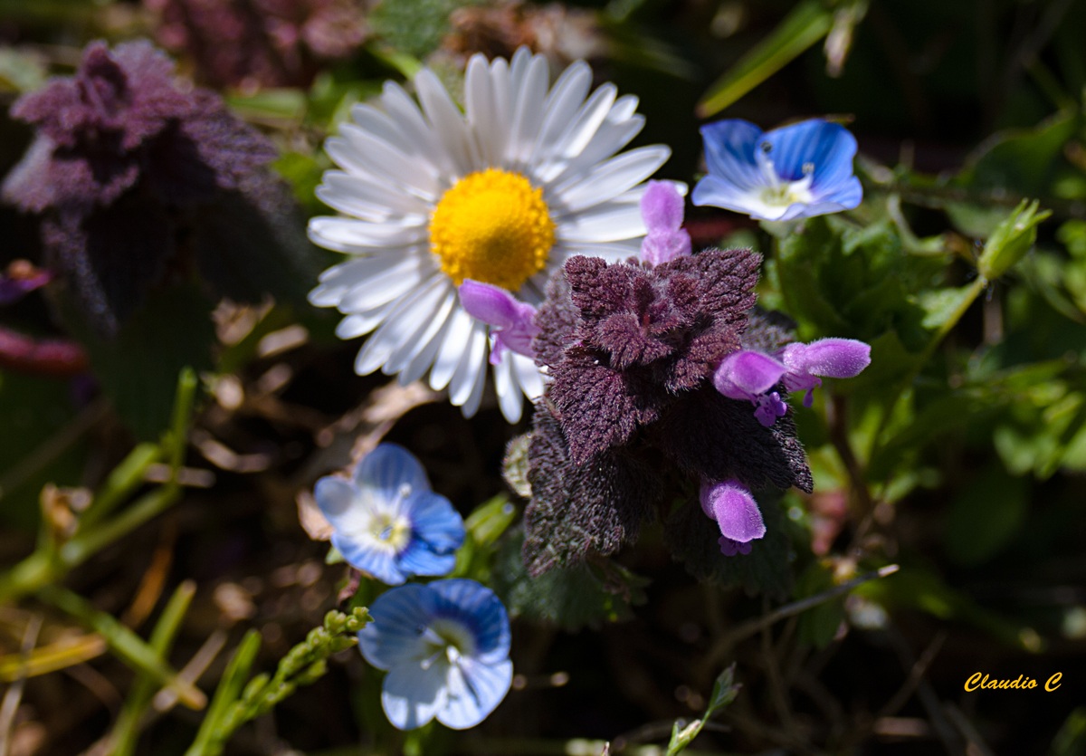 Fiori di campo321