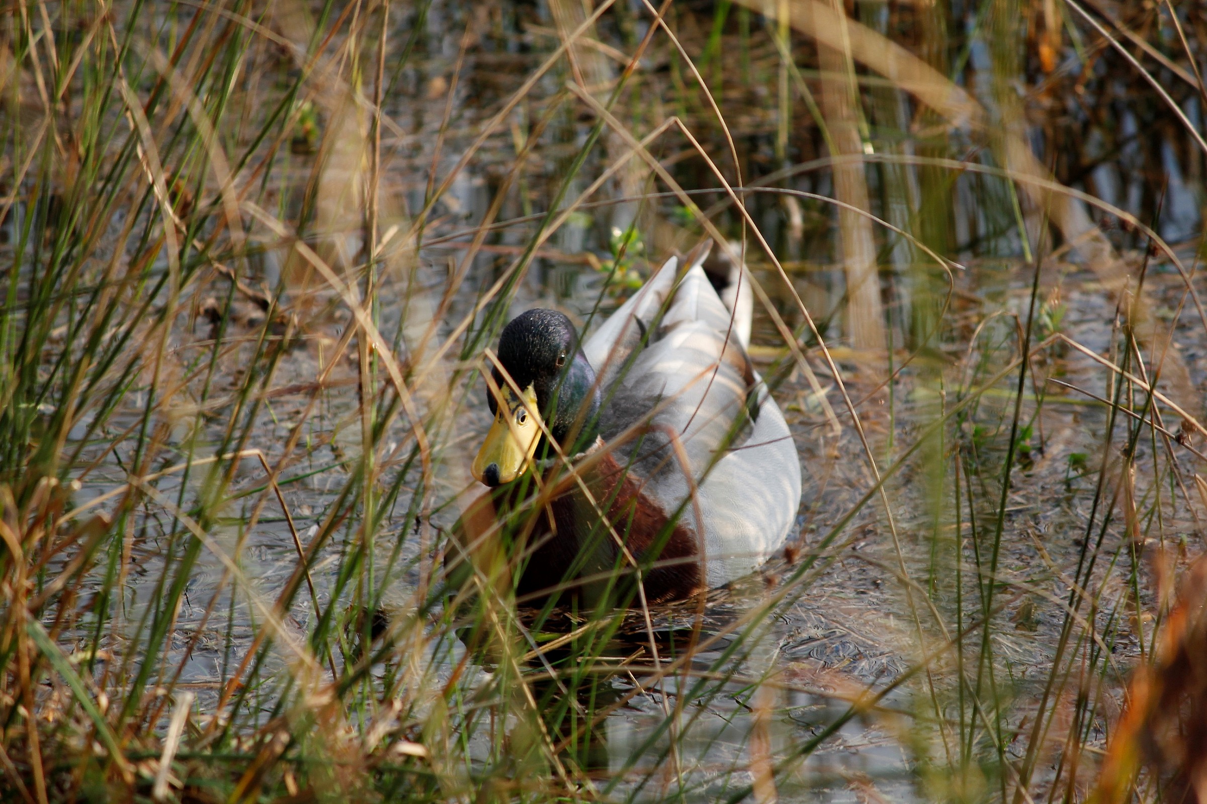 an intruder intent on observing