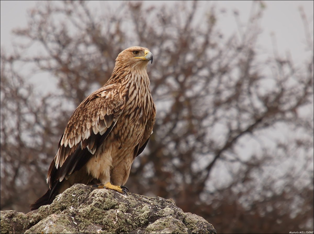 Eastern Imperial Eagle ...