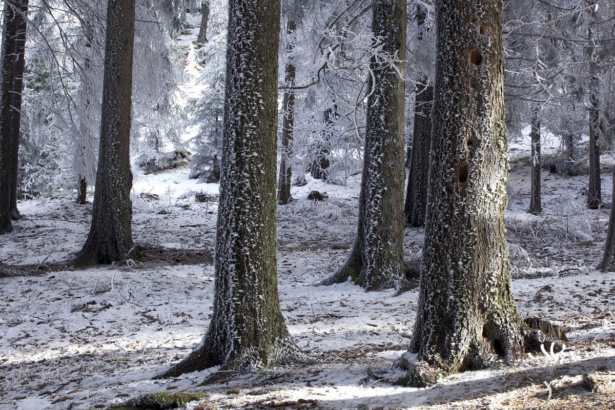 Spruce forest with rime
