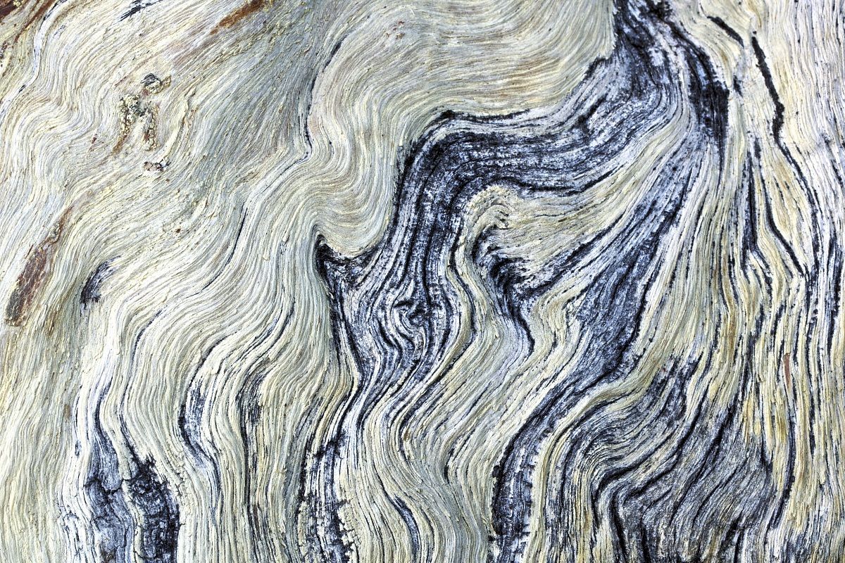Bark of pine