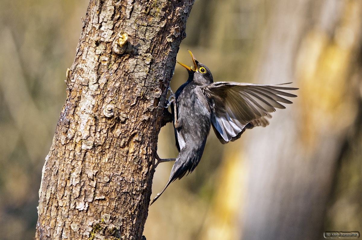 Merlo Maschio - turdus merula