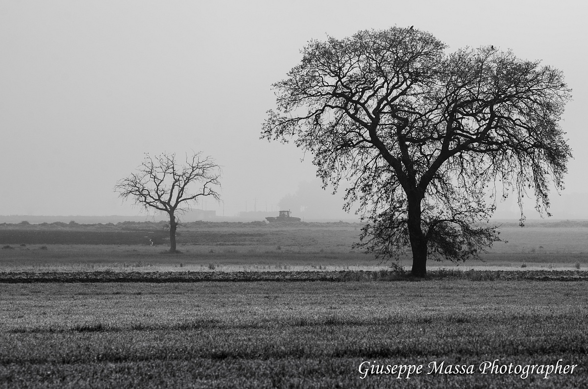 Agricultural landscape in the mist - silhouette