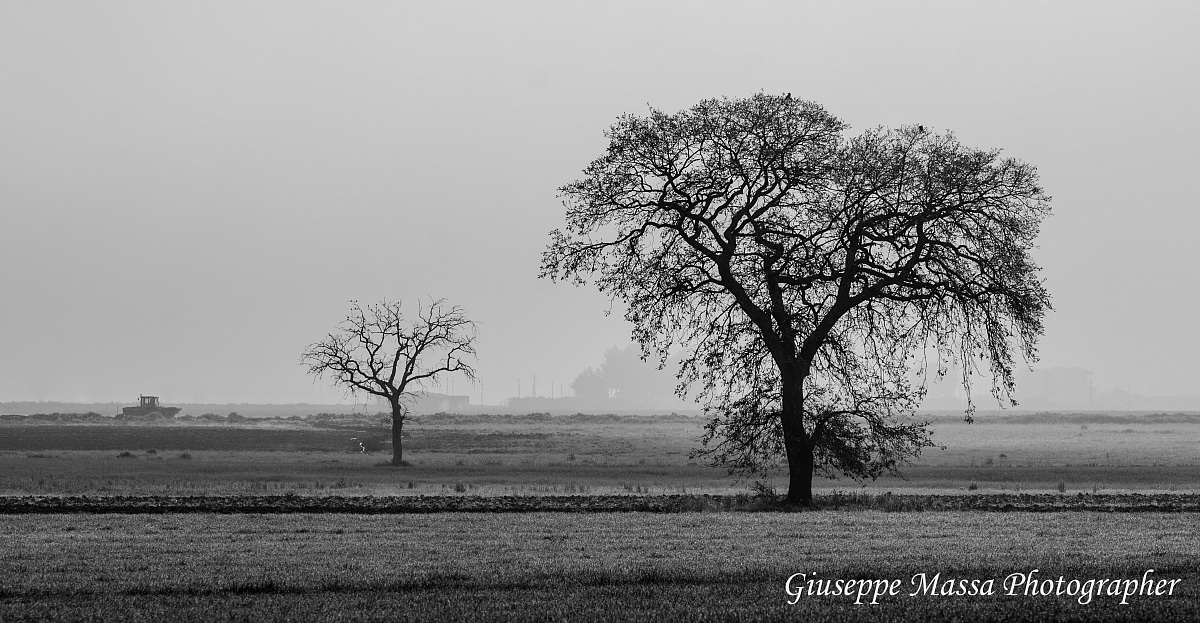 Agricultural landscape in the mist - silhouette overview