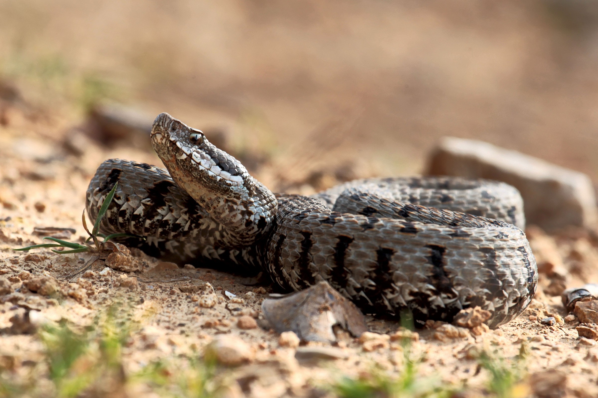 vipera