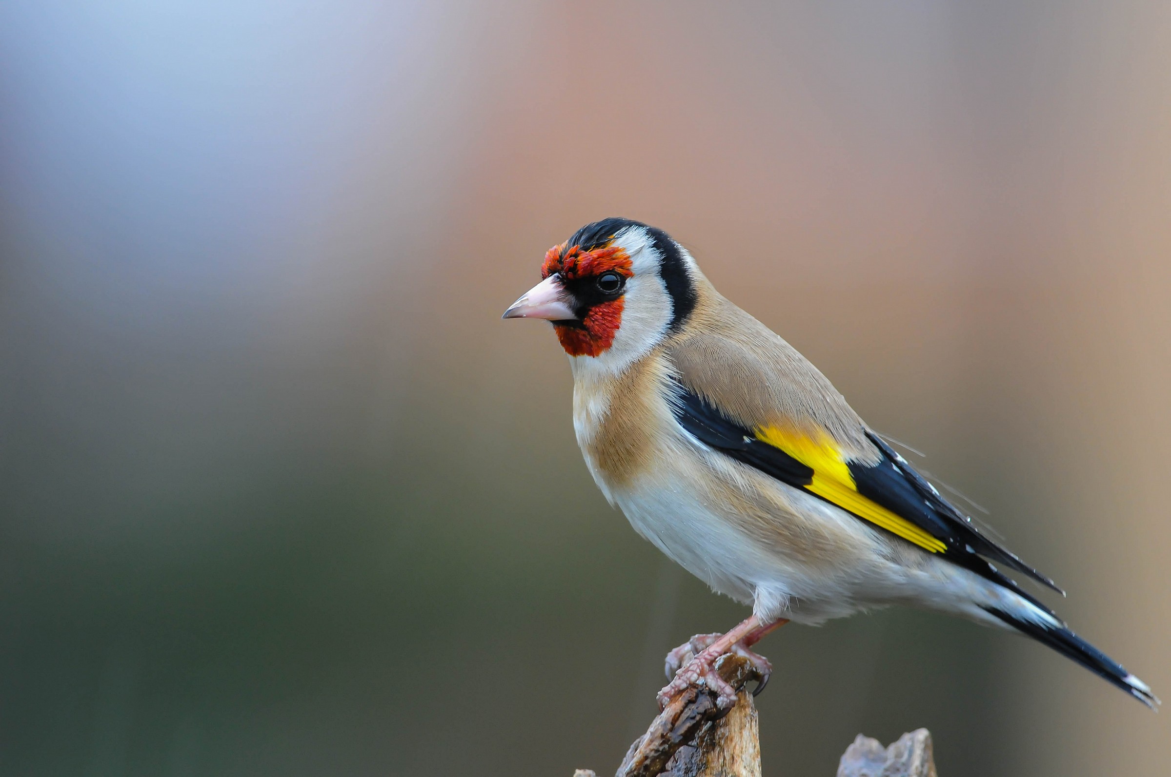 cardellino sotto la pioggia