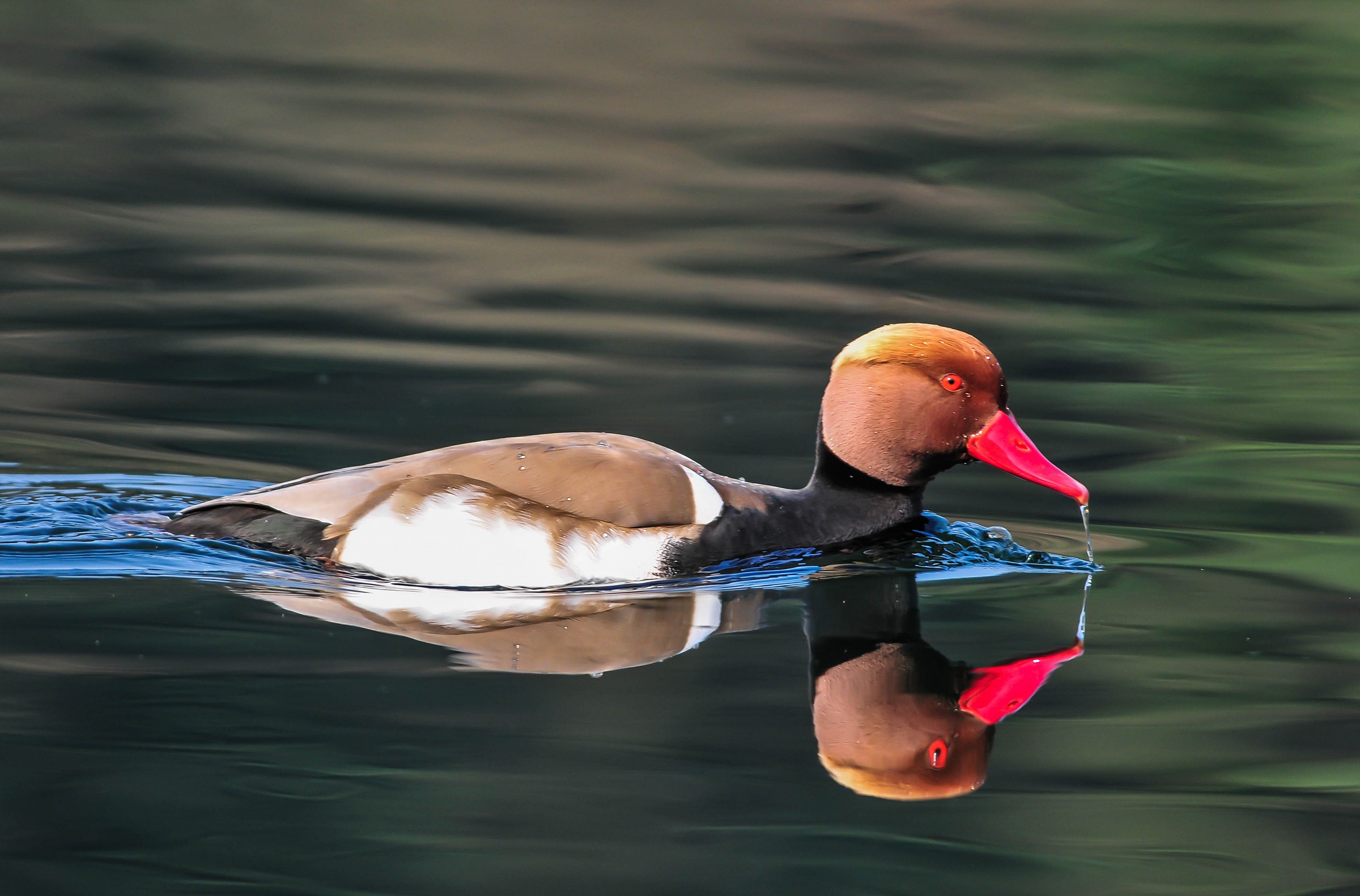 fistione turco sul Ticino