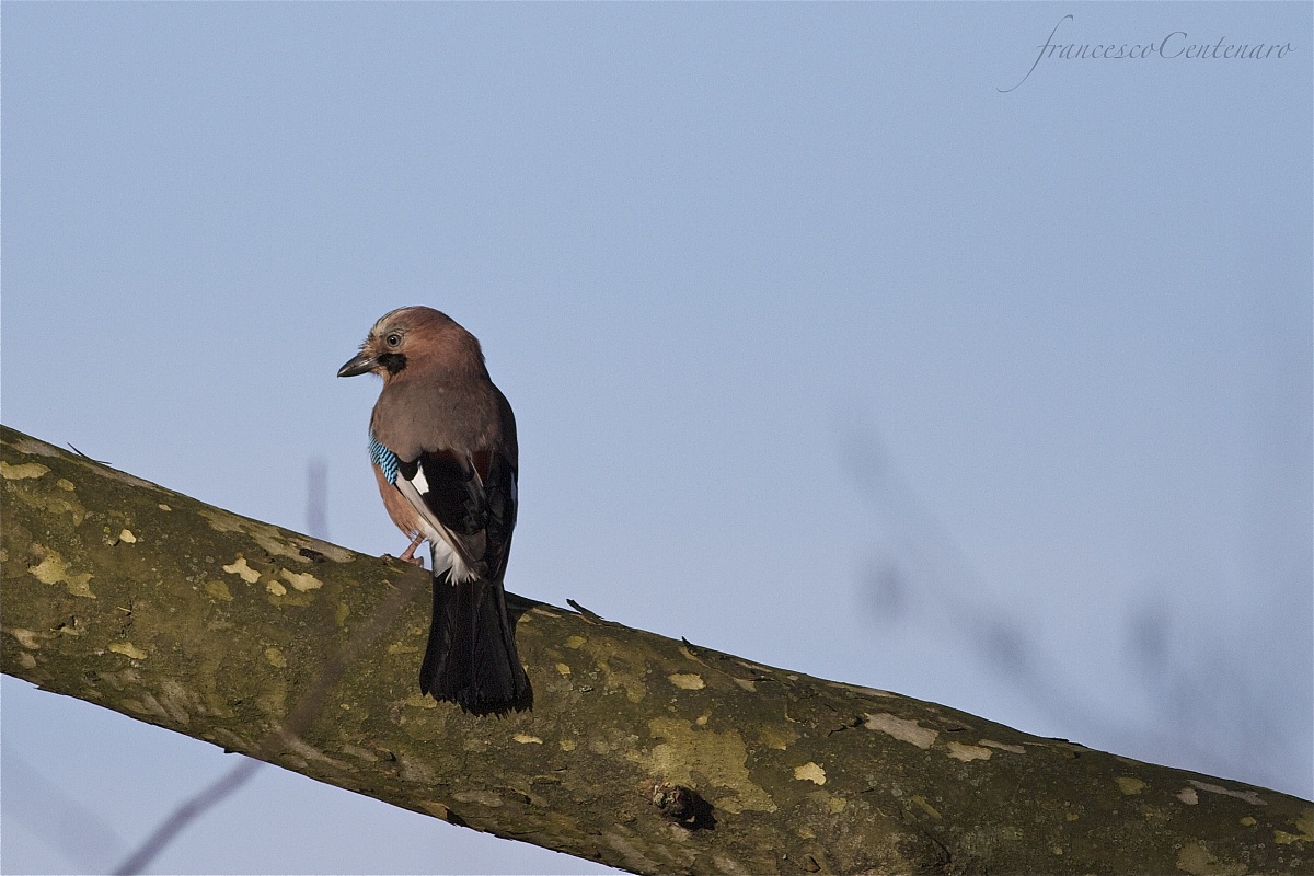 Ghiandaia imitatrice