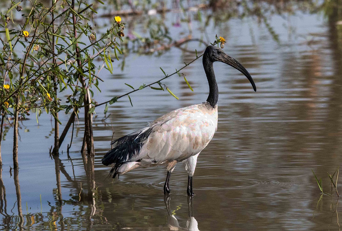 Sacred Ibis