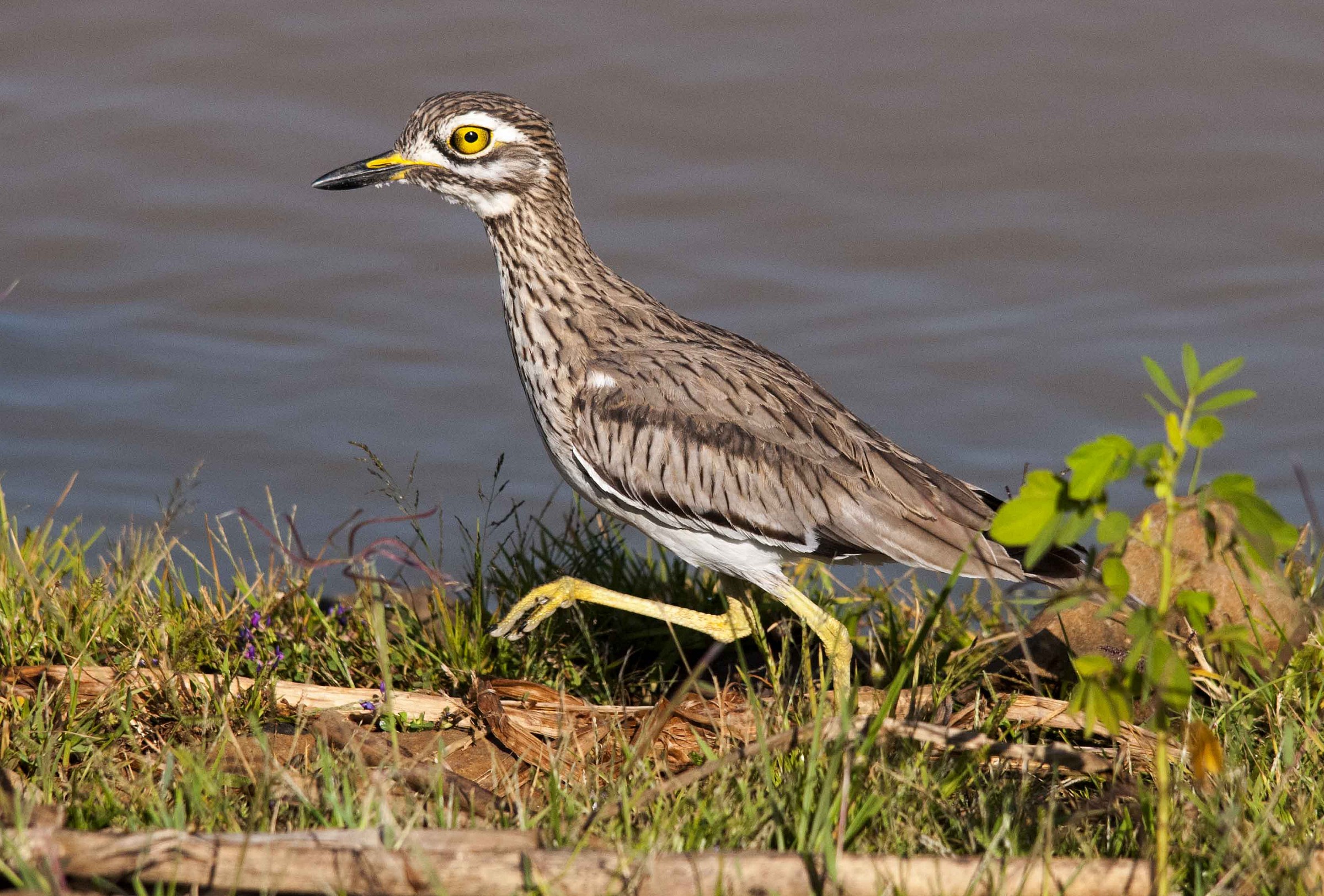 Burhinus senegalensis
