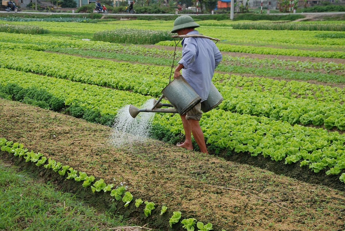 vietnam agricultural